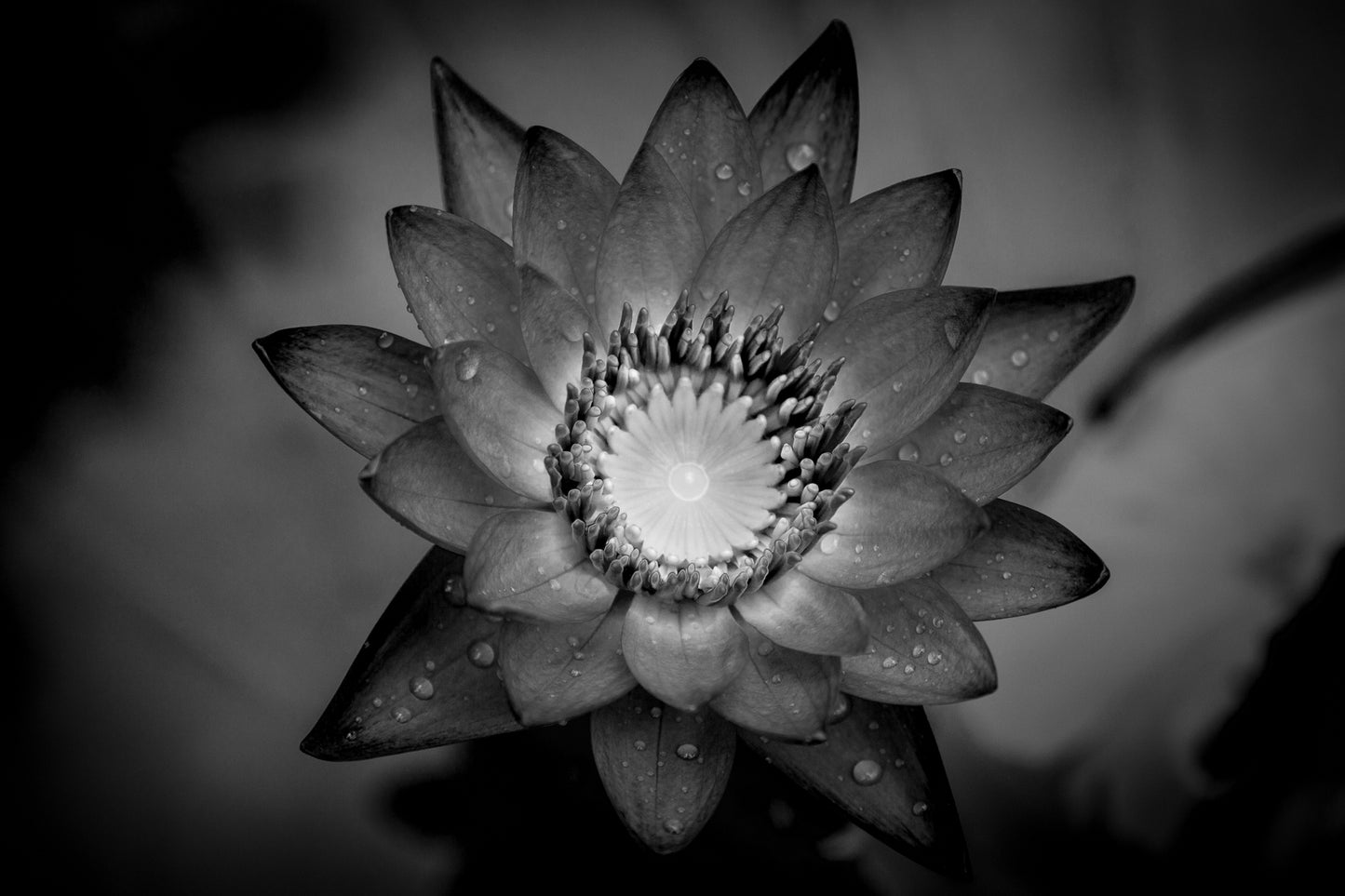 Mathias Hennig, Flor de Lótus em Bali