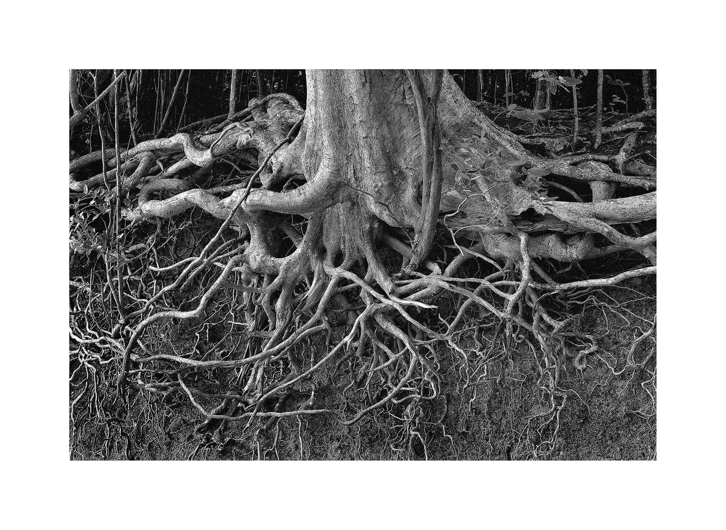 Ruy Varella, Arvore 2