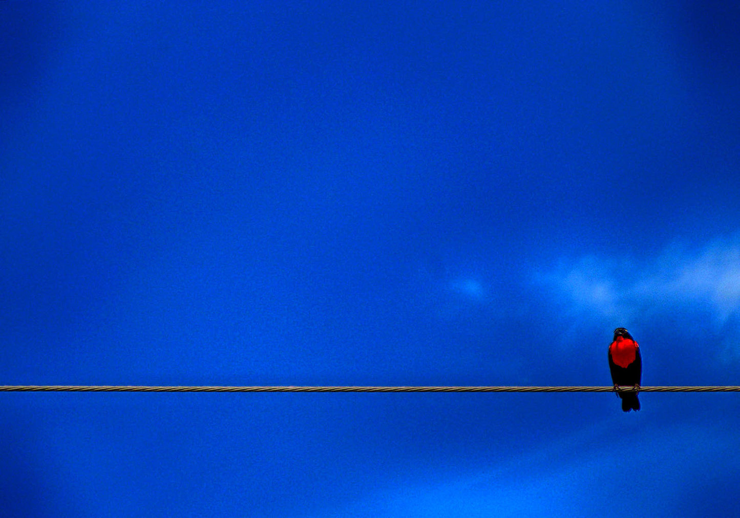 Luiz Paulo de Araujo, Sem título