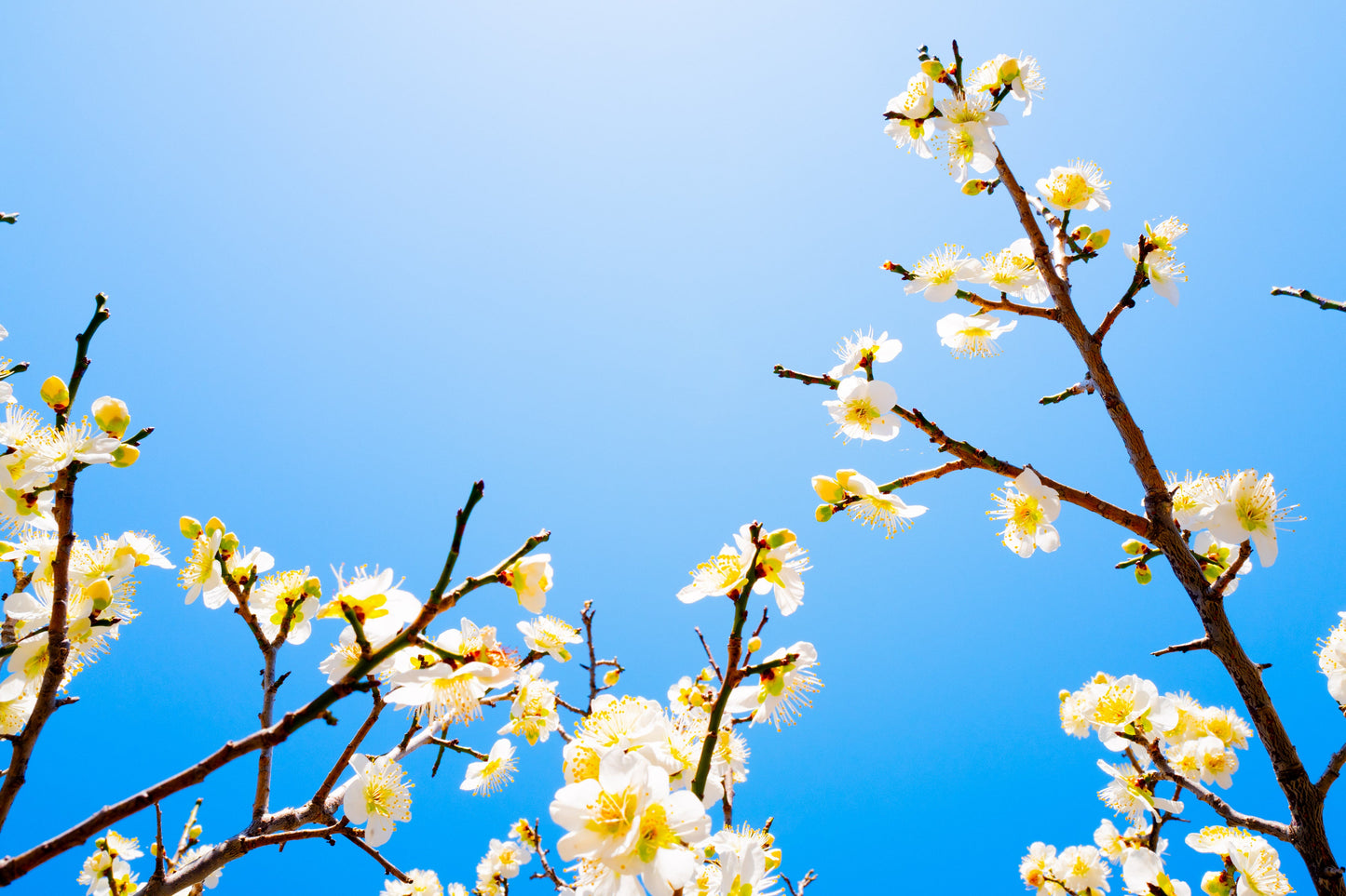 Báumk Brofan, Sem título i-8