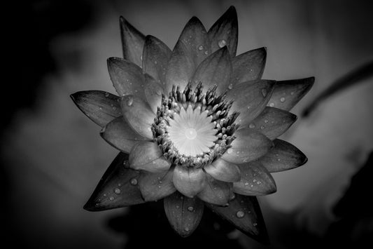 Mathias Hennig, Flor de Lótus em Bali
