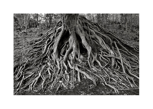 Ruy Varella, Árvore Amazonas
