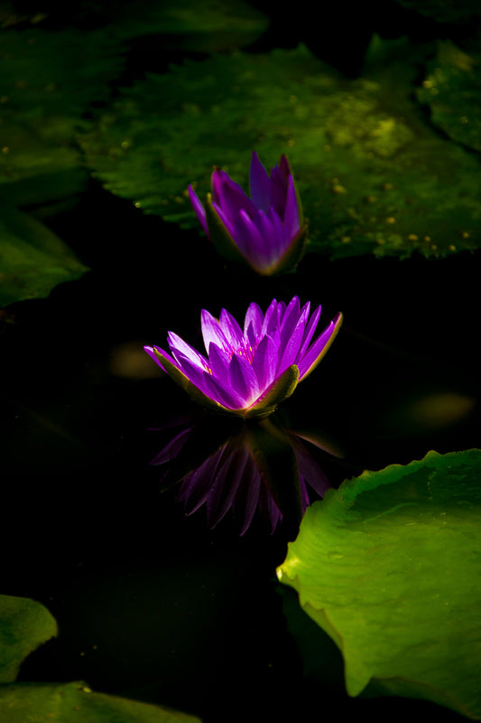 Emi Takahashi, Flor de lótus