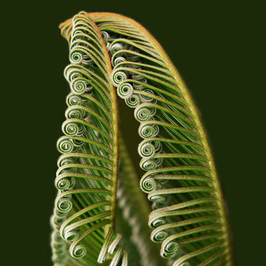 Fernando Brentano, Imaginarios da Imagem 22