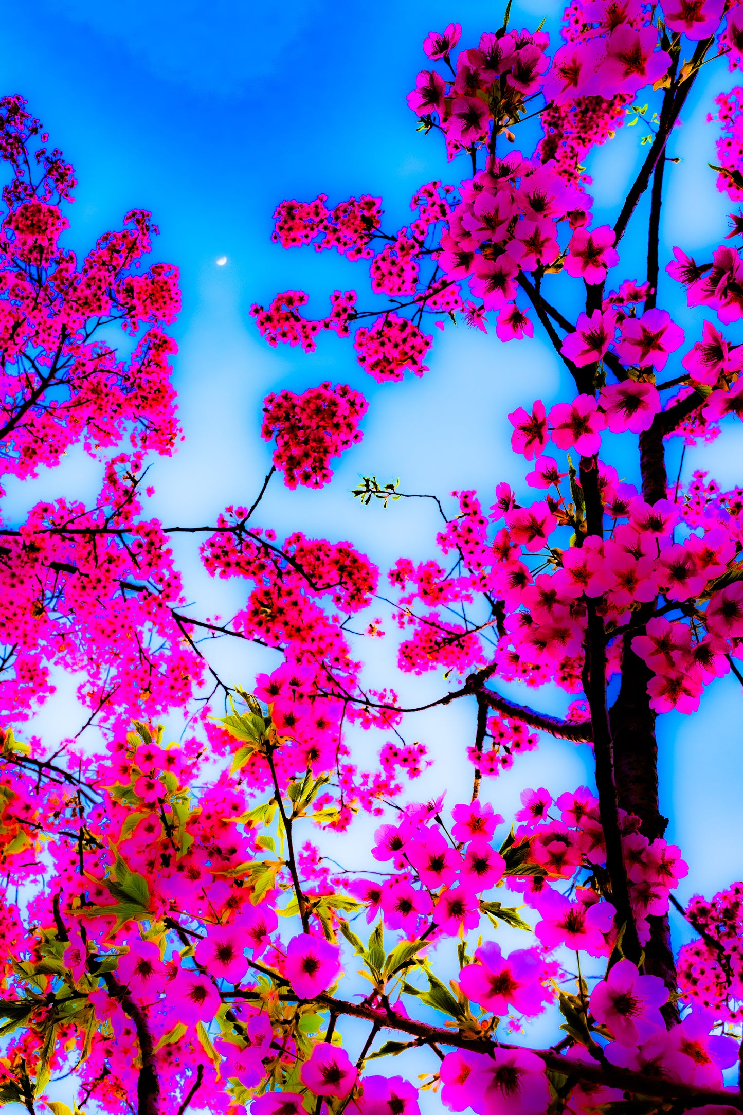 Báumk Brofan, Sakura Rosa
